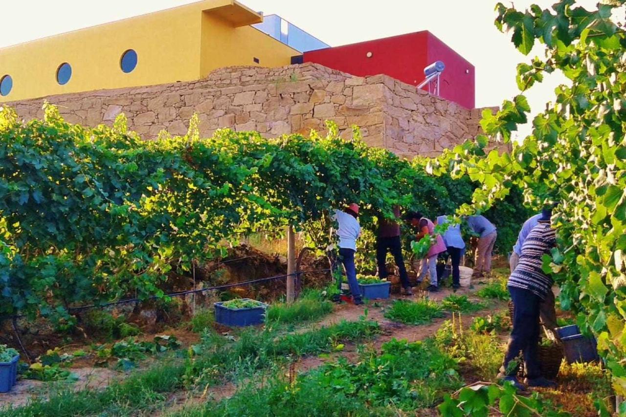 Casa Das Vinhas Camelias De Bastoturismo Rural Celorico De Basto Eksteriør bilde